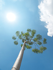 Image showing Tree and sun