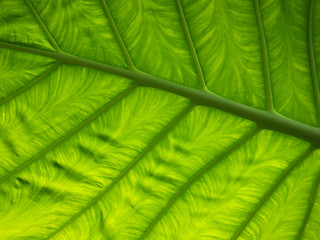 Image showing Green leaf