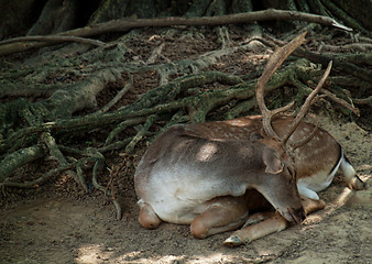 Image showing Sleeping deer