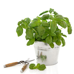 Image showing Basil Herb and Secateurs