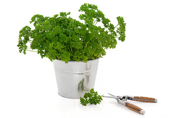 Image showing Parsley Herb Plant