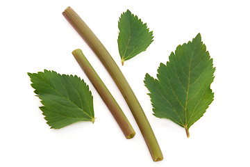 Image showing Angelica Herb Leaf and Stem