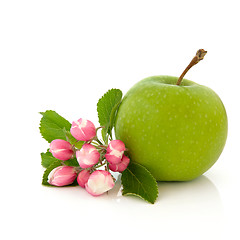 Image showing Apple Fruit and Flower Blossom