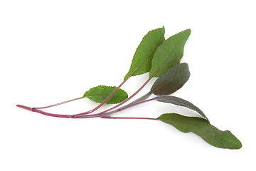 Image showing Purple Sage Leaves