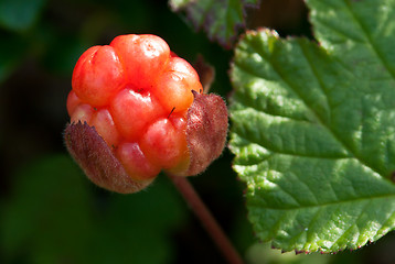 Image showing berry cloudberry