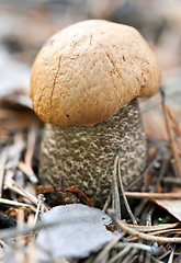 Image showing edible mushroom