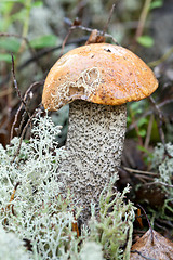 Image showing edible mushroom