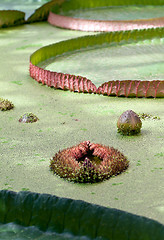 Image showing floating on the water lily