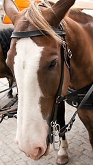 Image showing horse face