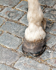 Image showing foot and hoof white horse