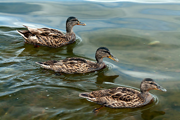 Image showing three ducks