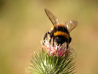 Image showing nice bee