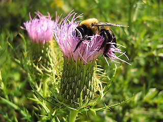 Image showing Bee On Lavender Flower