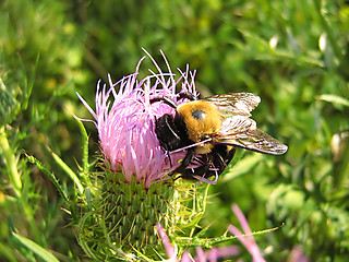 Image showing Bee On Lavender Flower