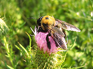 Image showing Bee On Lavender Flower