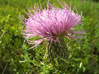 Image showing Lavender Flower