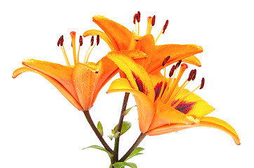 Image showing Orange lily flowers