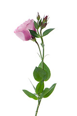 Image showing Beautiful pink flower