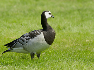 Image showing Barnacle goose