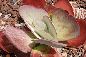 Image showing Succulent Plant