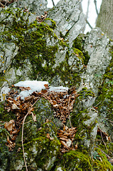 Image showing Rocks covered by snow and moss