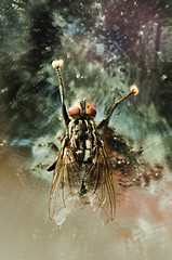 Image showing Nasty fly on abandoned background