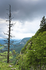 Image showing Dead tree on mountain with clouds