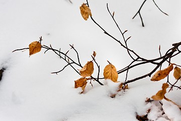 Image showing Yellow autumnal leaves with snow