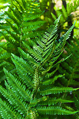 Image showing Fresh green fern with blurry background