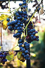 Image showing Blue grape on blurry background