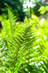 Image showing Young green fern with blurry background