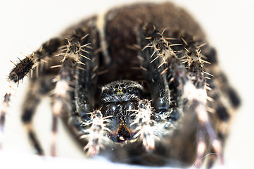 Image showing Big spider on isolated white background macro shot