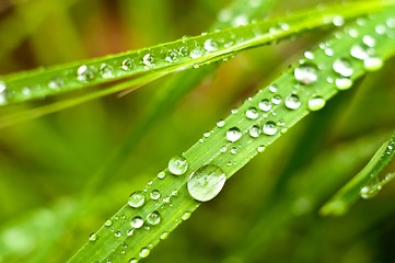 Image showing Green grass with water drops on it 