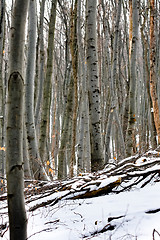 Image showing Deep forest with seasonal snow