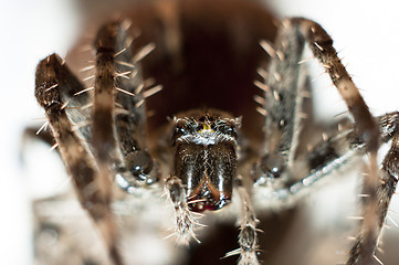 Image showing Big spider on isolated white background macro shot