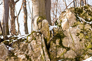 Image showing Rocks covered by snow and plants