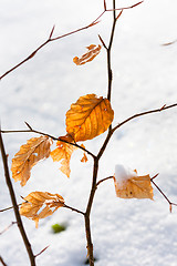 Image showing Yellow autumnal leaves with snow