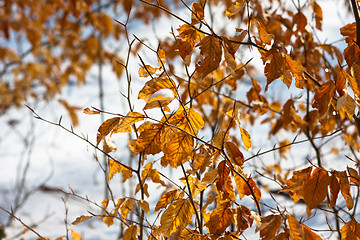 Image showing Yellow autumnal leaves with snow