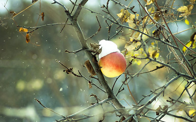 Image showing Frozen winter apple on a tree in snow and wind