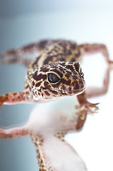 Image showing Leopard gecko on reflecting background
