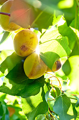 Image showing Fresh natural fruits with green leaves