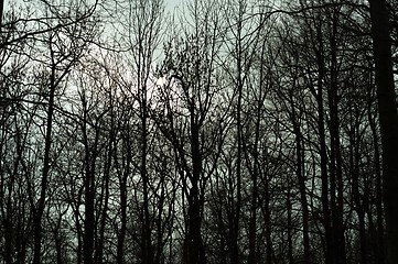 Image showing Silhouettes of tress in a dark forest