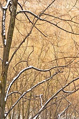 Image showing Deep forest with seasonal snow