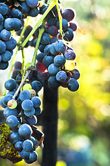 Image showing Blue grape on blurry background