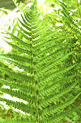 Image showing Young green fern with blurry background