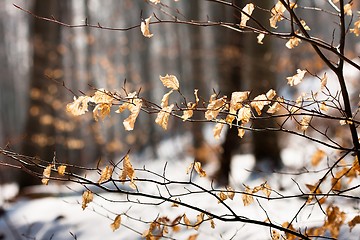 Image showing Yellow autumnal leaves with snow