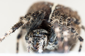 Image showing Big spider on isolated white background macro shot