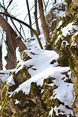 Image showing Rocks covered by snow and plants