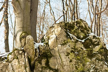 Image showing Rocks covered by snow and plants