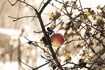 Image showing Frozen winter apple on a tree in snow and wind